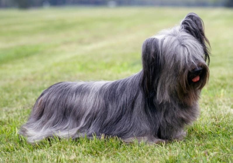 Skye Terrier