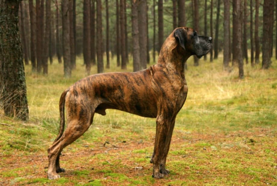 Great Dane