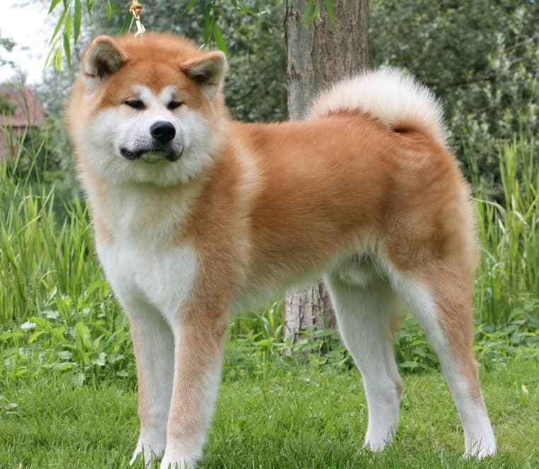 Akita