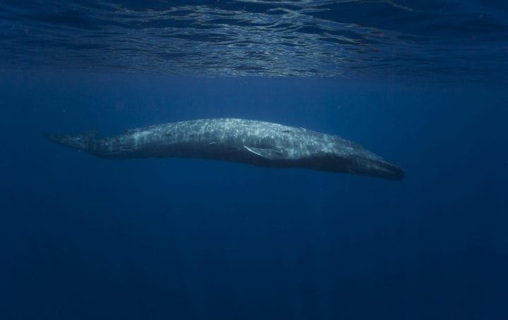 La Ballena Azul