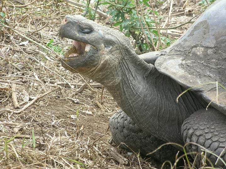 La Tortuga Galápago