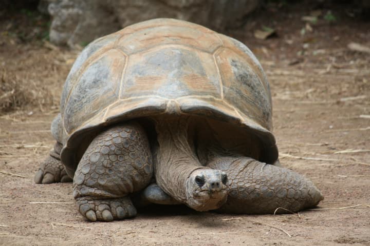 La Tortuga Gigante De Aldabra