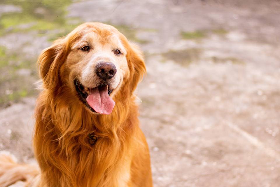 Golden Retriever