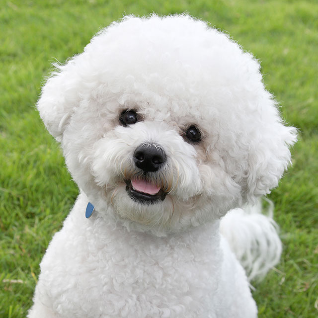 Bichon frisé