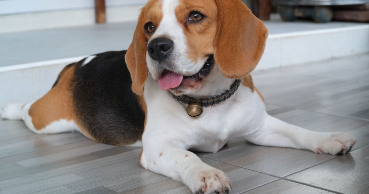 Beagle