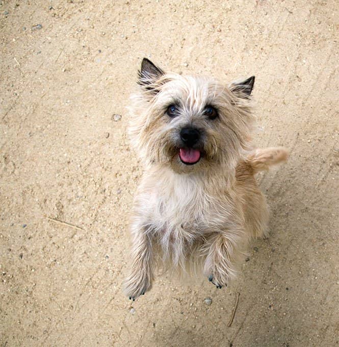 Cairn Terrier