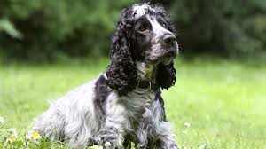 Cocker Spaniel