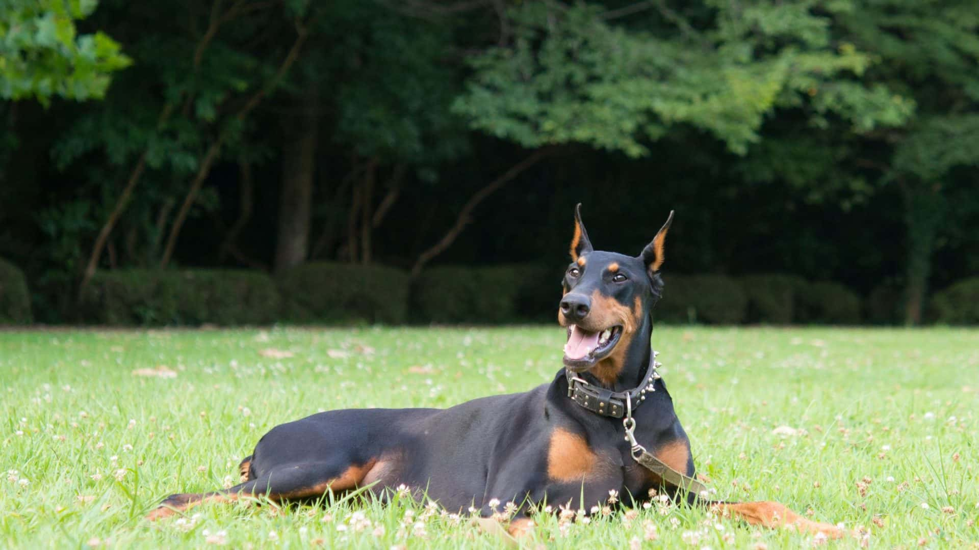 Doberman