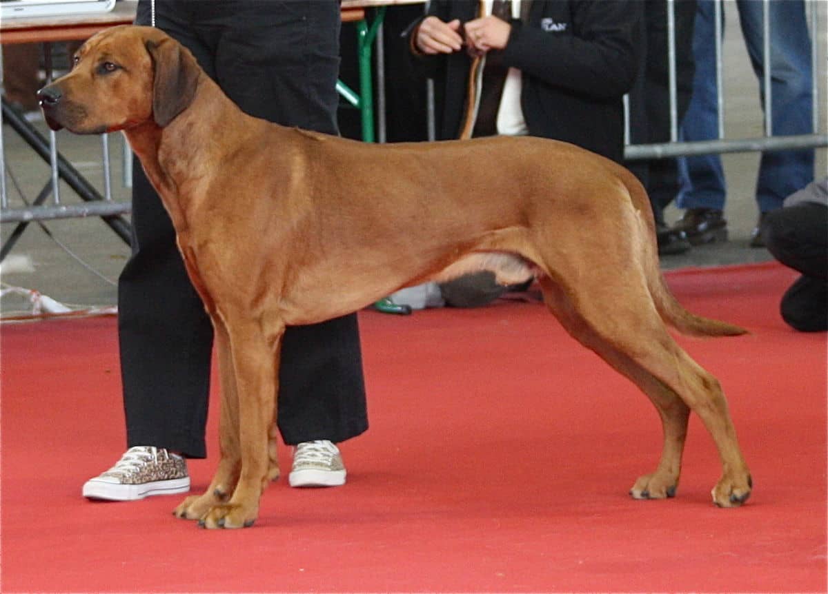 Rhodesian ridgebacks