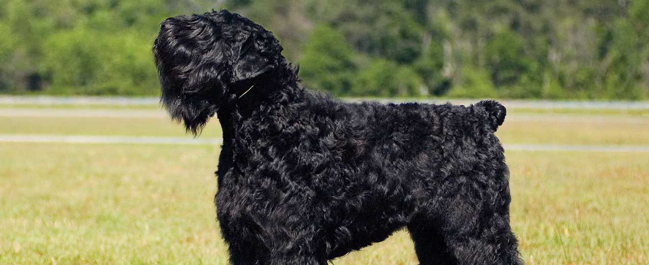 Terrier preto da Rússia