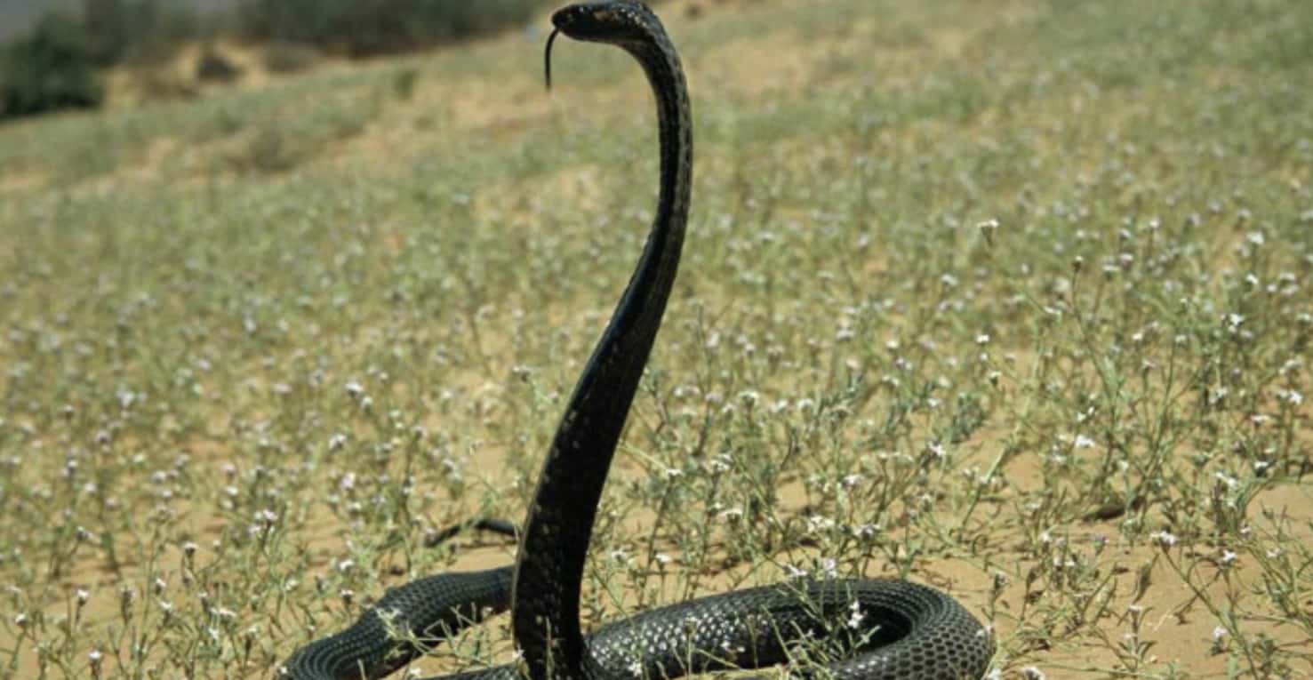 Как стать змеем. Чёрная Кобра змея. Черная Марокканская Кобра. Чёрная мамба змея. Египетская гадюка черная.