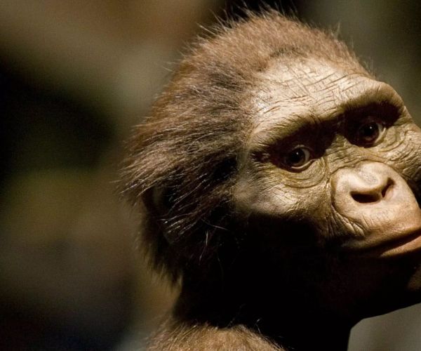 Australopithecus Afarensis