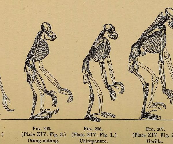 Evoluzione Umana!