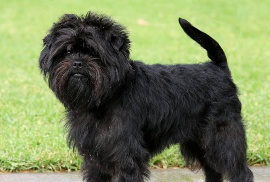 L'Affenpinscher