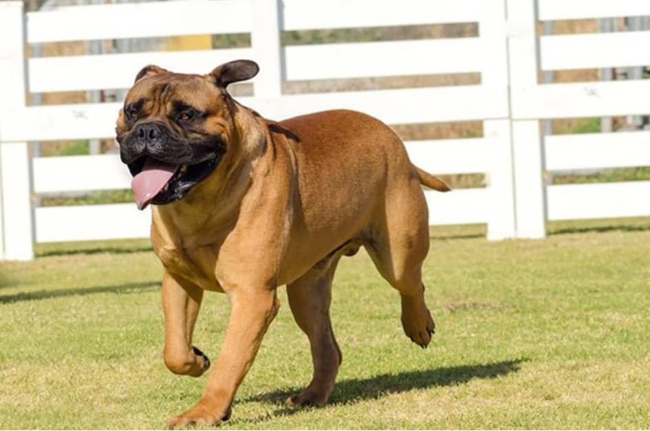 Le Bullmastiff