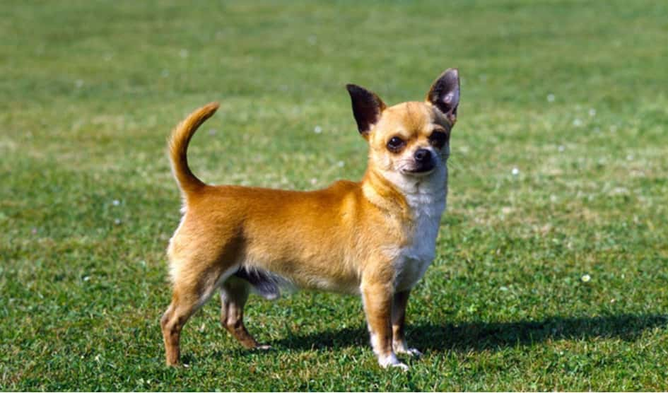 Le Chihuahua