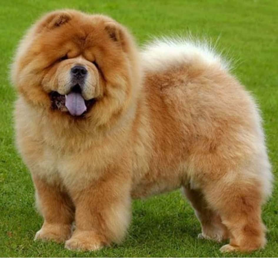 Le Chow Chow