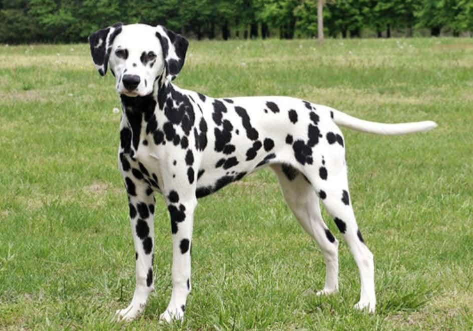 Le Dalmatien