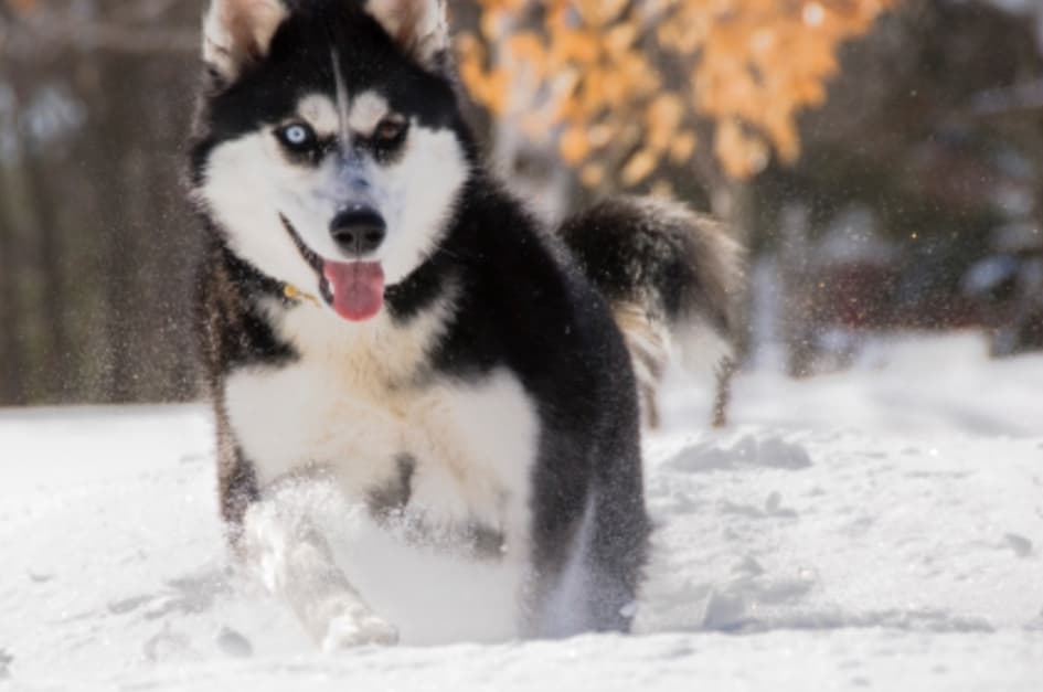 Le Husky Sibérien