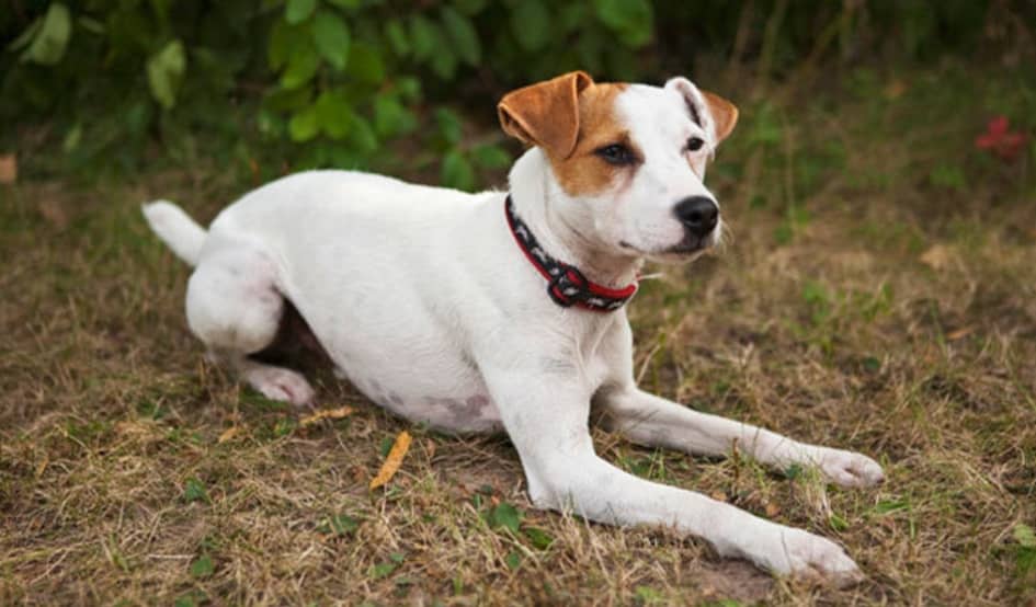 Le Jack Russell Terrier