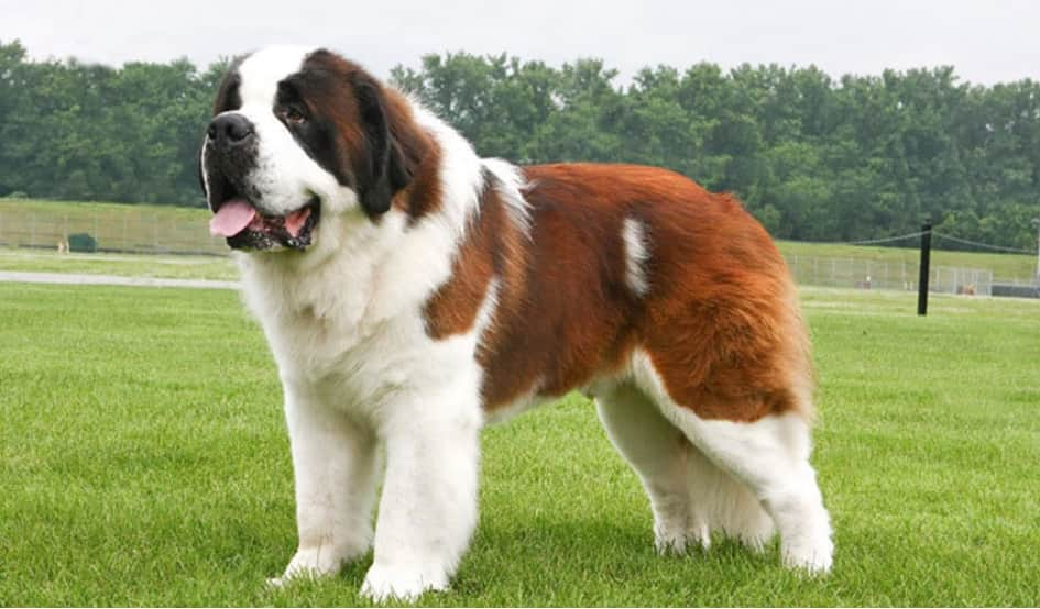 Le Saint Bernard