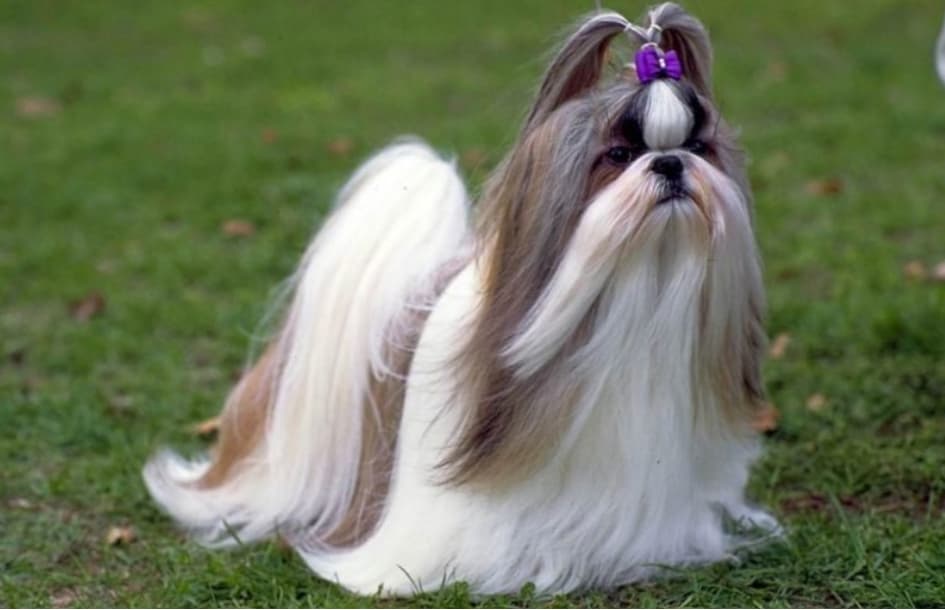 Le Shih Tzu