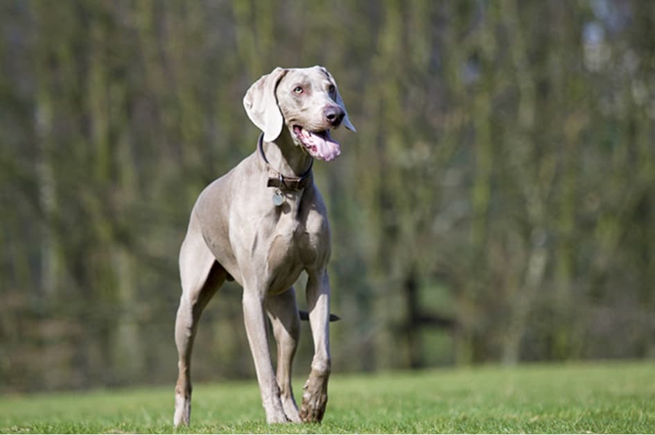 Le Weimaraner