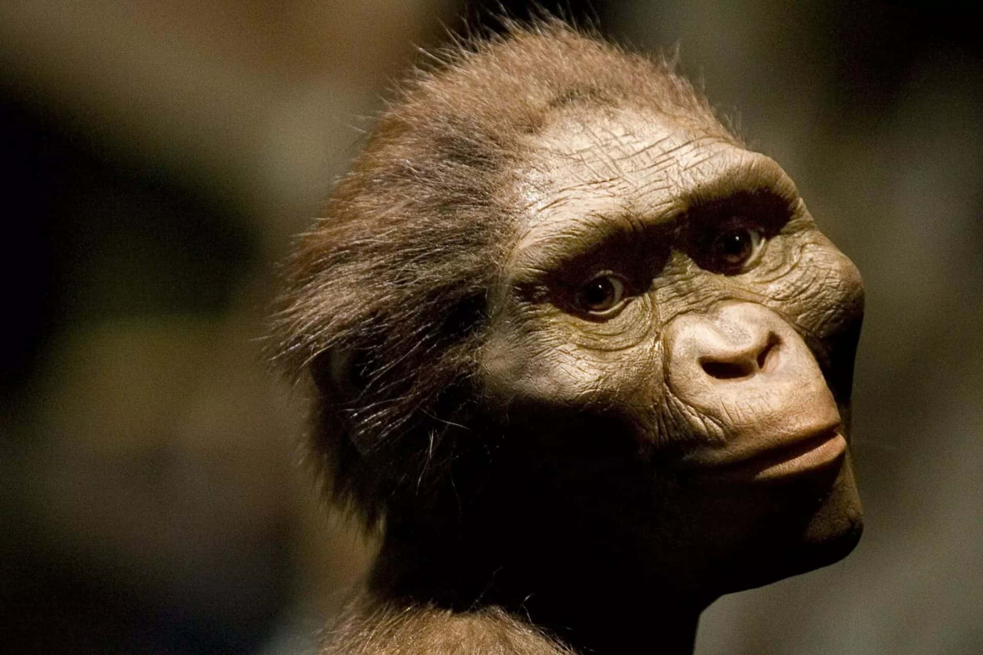 Australopithecus Afarensis