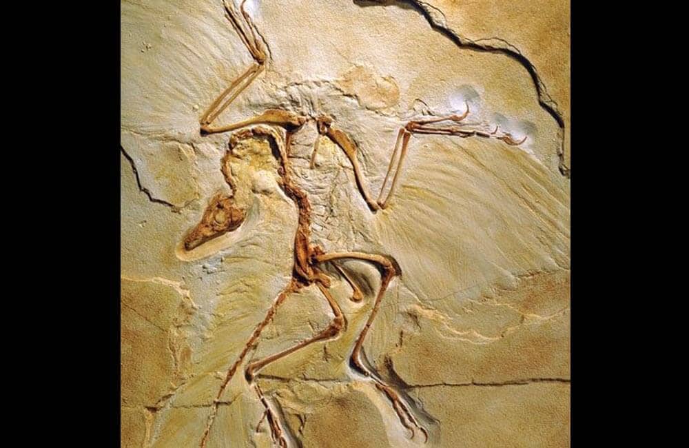 Archaeopteryx