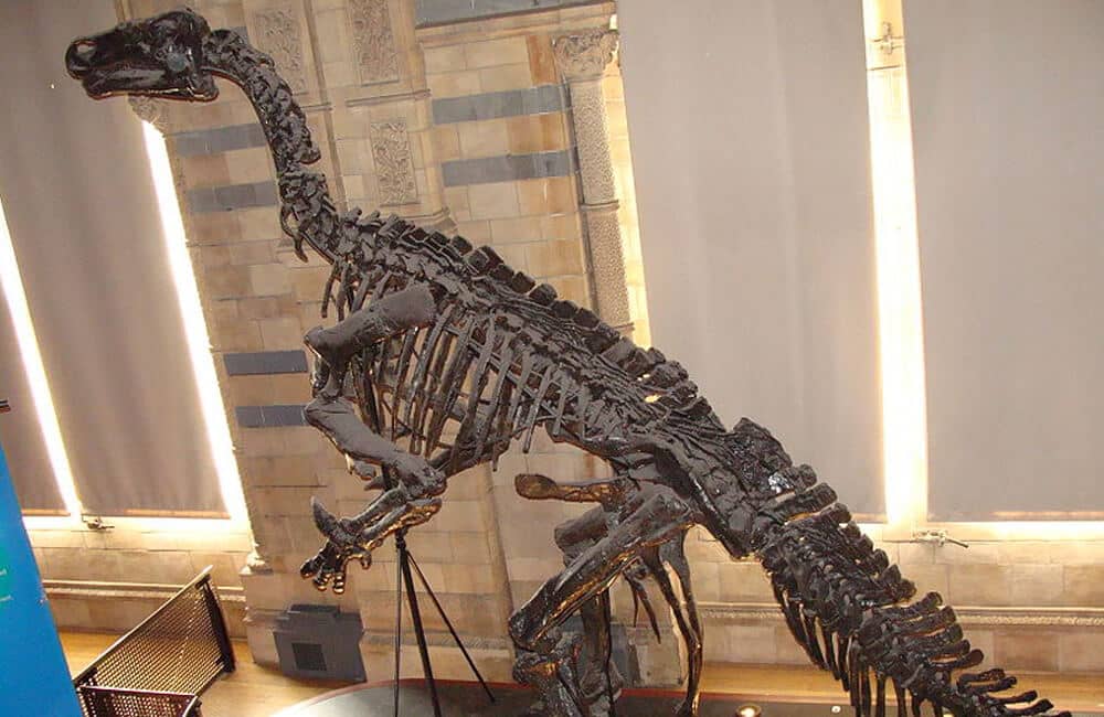 Megalosaurus