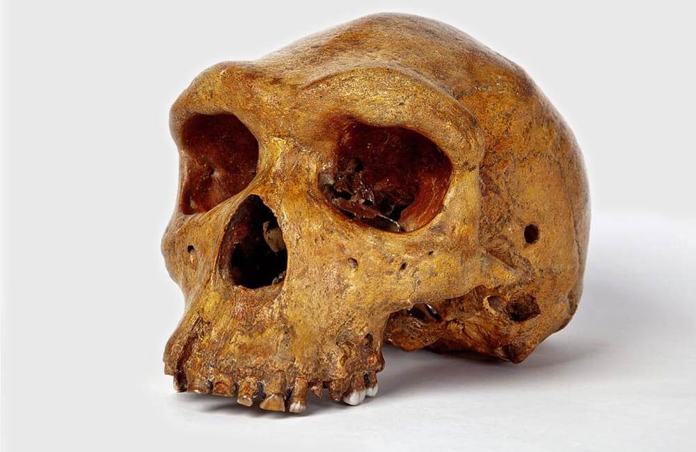 299,999 Year Old Human Skull