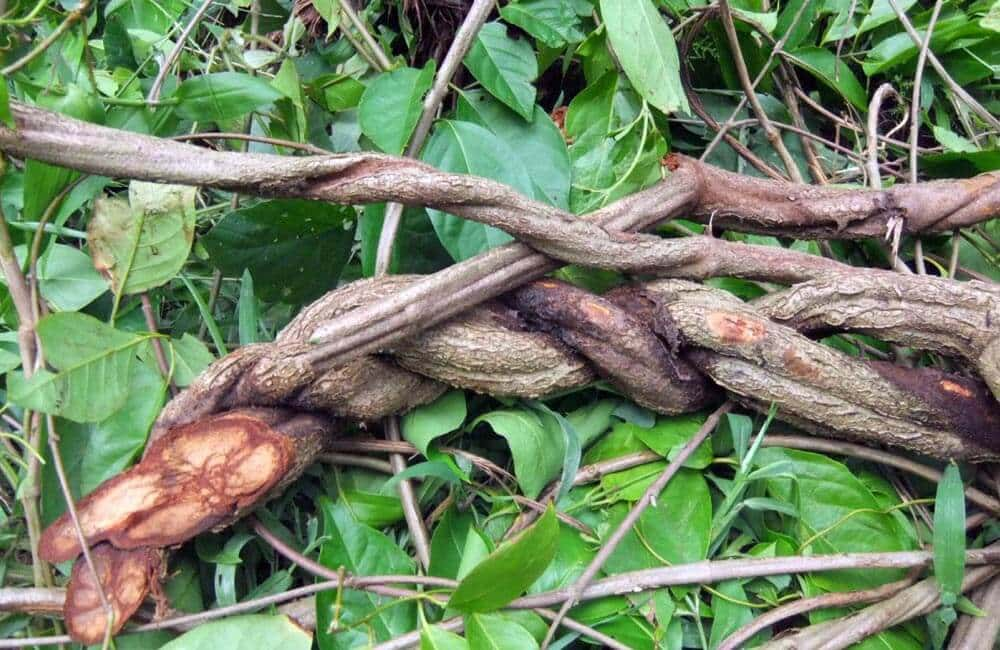 Ayahuasca From The Bolivian Andes