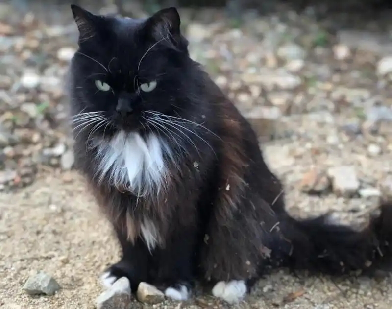 Cette chatte allait accoucher mais quelque chose d'étrange allait se produire avec ses bébés