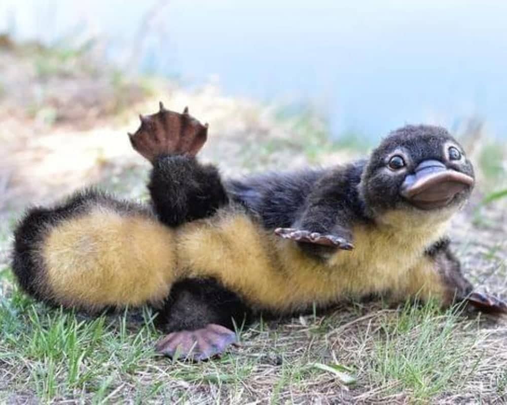 real life baby platypus