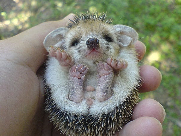 get-ready-to-sigh-and-squeal-at-these-adorable-photos-of-baby-animals
