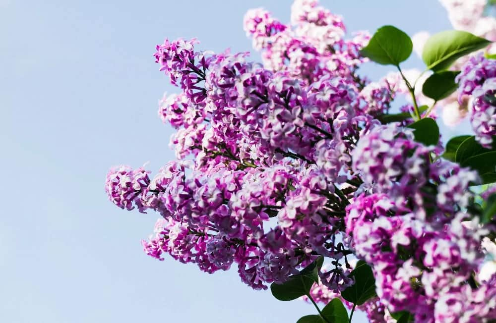 Syringa Vulgaris