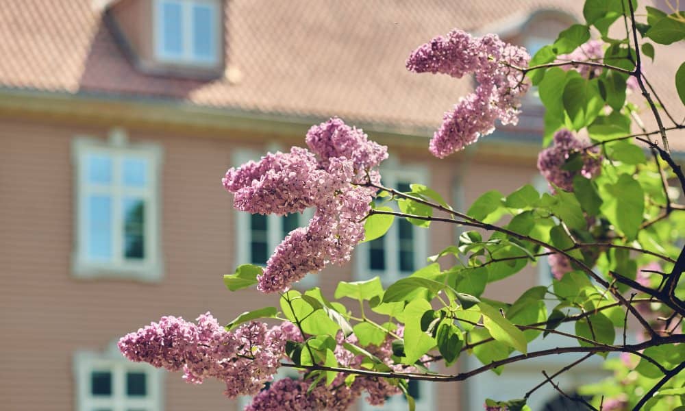 The Lilac Bush