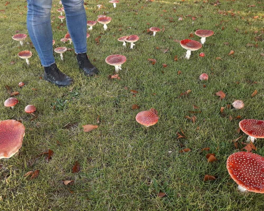 Mushrooms That Tall