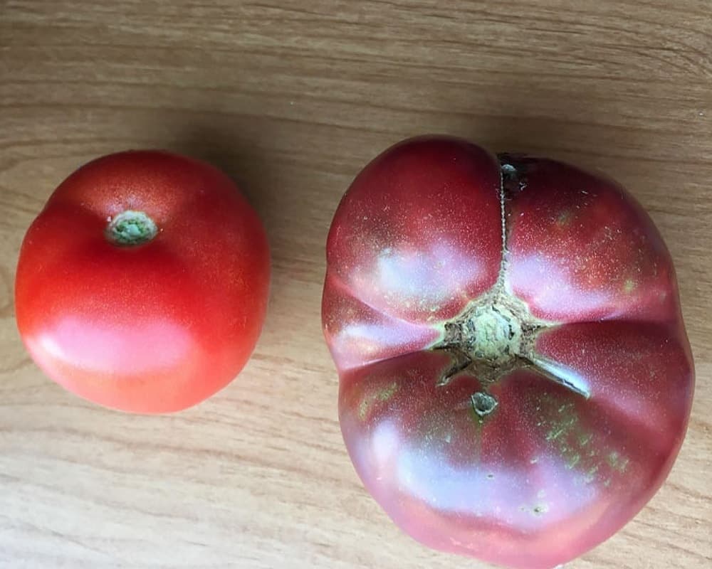 Modern Tomato Vs. 150 Year Old One