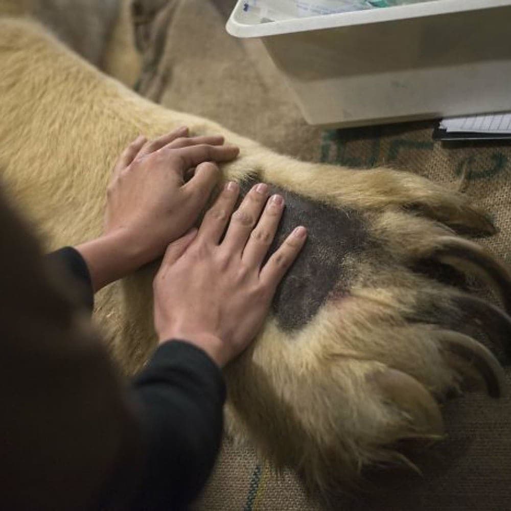 Polar Bear Paws Vs. Human Hands