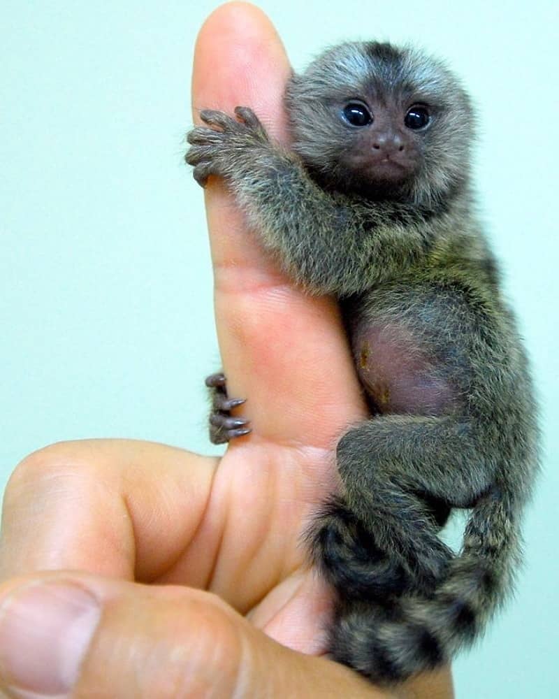 A Baby Monkey Vs. Human Hand