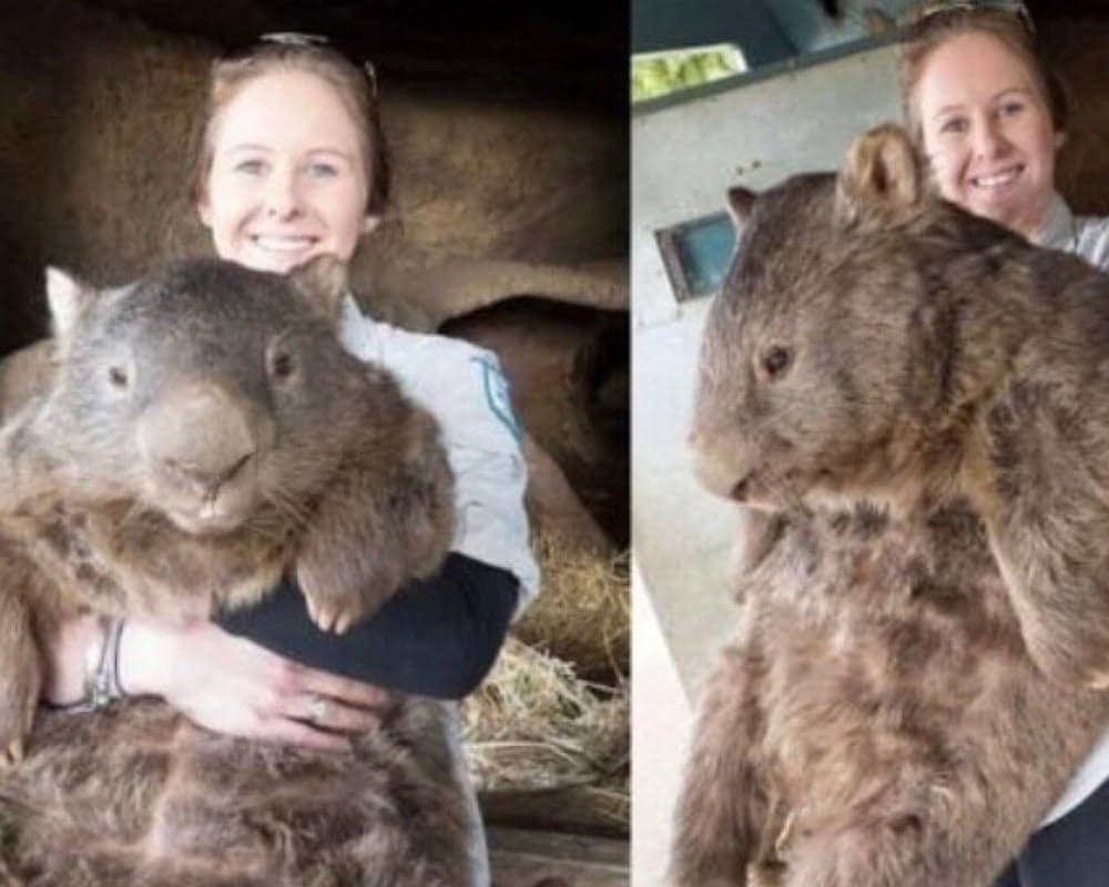 How Big Is A Wombat