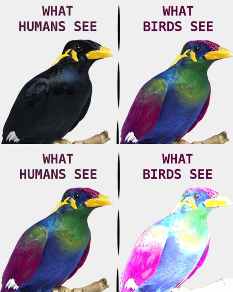 What Humans See Vs. What Birds See