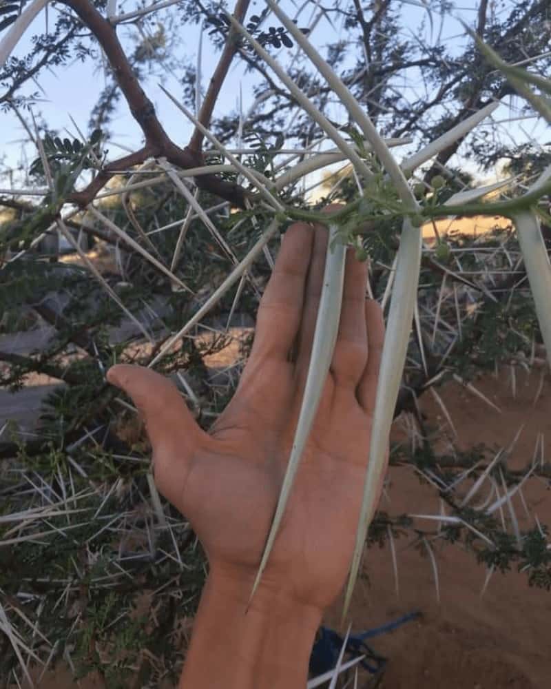 Acacia Erioloba Thorns Are So Long