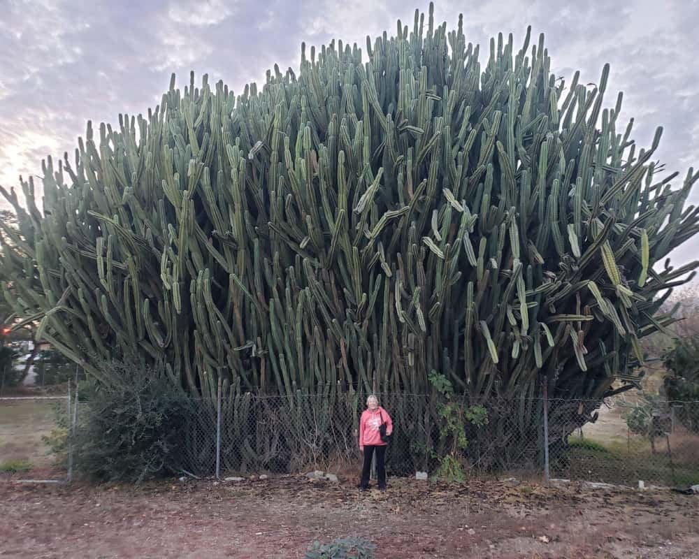 Cactus Can Grow Huge