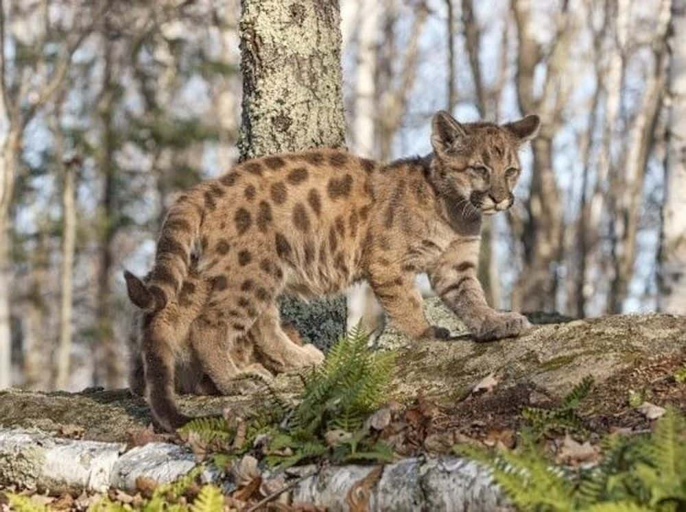 Pumapard