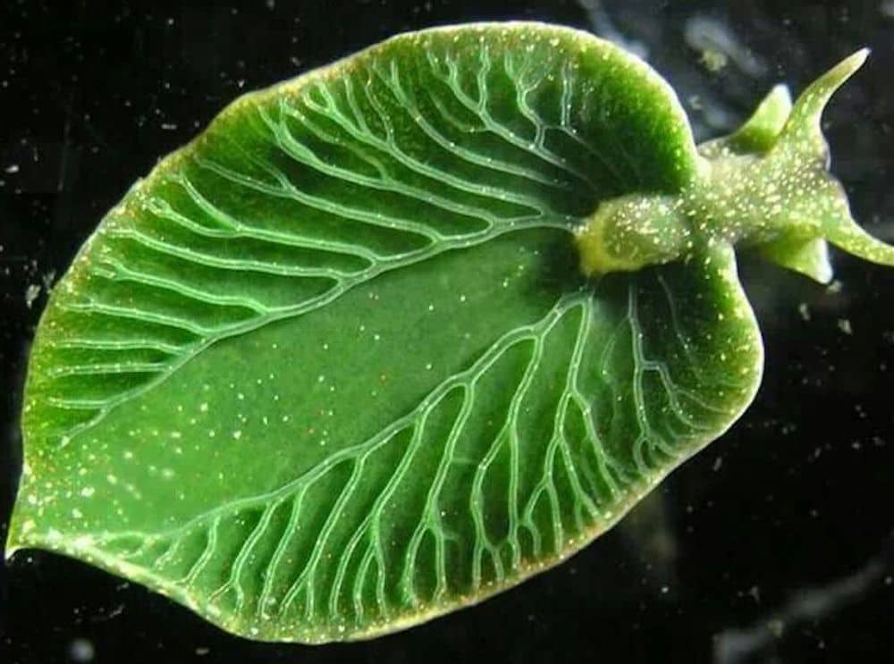 Green Sea Slug