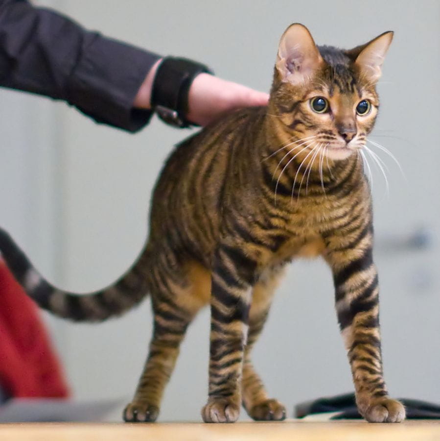 Toyger