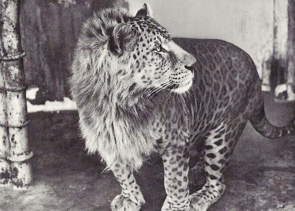 Leopon