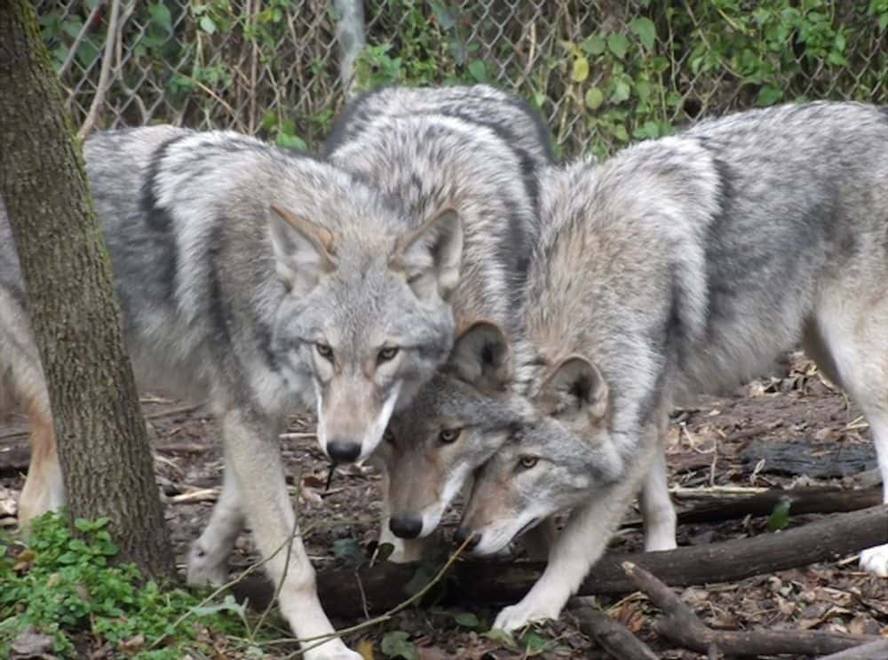 Coywolf